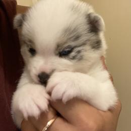 Pomsky Puppies from Pomsky‘s Palace