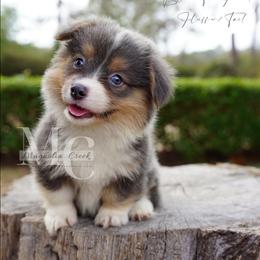 Periwinkle (BTF 1) Fluffy - Tail - Blue female Pembroke Welsh Corgi puppy in Straughn, Alabama from Magnolia Creek Corgis