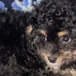 Rosco - Black gold and white Shihpoo puppy in Sumter, South Carolina from Big mama’s pups