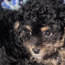 Rosco - Black gold and white Shihpoo puppy in Sumter, South Carolina from Big mama’s pups