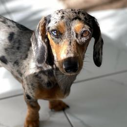 Mika - Dapple female Dachshund puppy in Miami, Florida from Marble Dachshunds