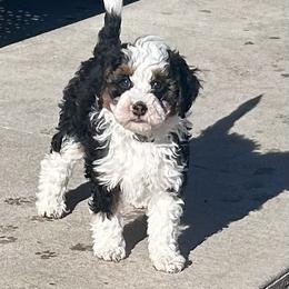 Wolf - Tri-color male Bernedoodle puppy in Lincoln, Nebraska from GRand Doodles