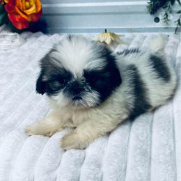Drew - Blue and white male Shih Tzu puppy in Elgin, South Carolina from Silver Bells Paw Prints
