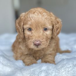 LIZZY - Red female Labradoodle puppy in San Antonio, Texas from I Love U Back Labradoodles, LLC