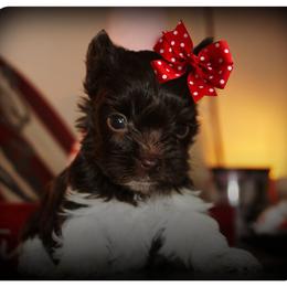 Genevieve - Chocolate, tan and white female Yorkshire Terrier puppy in Warren, Michigan from Danielle's Yorkie & Shih Tzu Babies