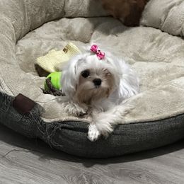 Maltese, Poodles, and Yorkshire Terriers from La’s Sweet Babies