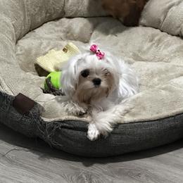 Maltese, Poodles, and Yorkshire Terriers from La’s Sweet Babies