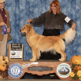 Cider - Golden Retriever