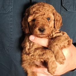 Pretty Girl - Red Mini Poodle Raised in Home - Red  female Poodle puppy in Falcon, Missouri from Cedar House Heritage Poodles | AKC Toy & Miniature Poodle Puppies Raised in Home