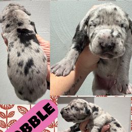 Gobble - Merle female Great Dane puppy in Bolivar, New York from Prophecy Danes
