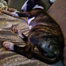 Bull Terrier Puppies from Lynn Hill Bull Terriers