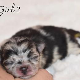 Girl 2 - Blue merle female Pomeranian puppy in Fort Jones, California from High Rocking Pom Poms