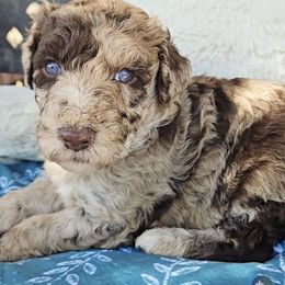 Wonder - Red merle male Aussiedoodle puppy in Ennis, Texas from God’s Little Aussies
