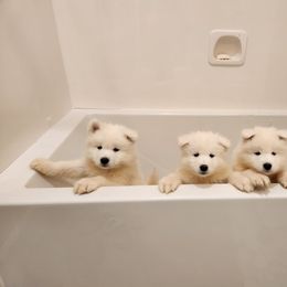 Samoyed Puppies from Carriage Court Kennels