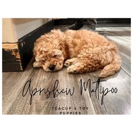 Biscuit - Cream Maltipoo puppy in Weatherford, Texas from Aprishew Maltipoo