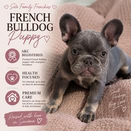 French Bulldog Puppies from Sonoma Fabulous Frenchies
