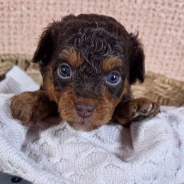 Macchiato (Mack) - Red phantom male Aussiedoodle puppy in Haleyville, Alabama from The Cuddly Dood Ranch