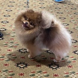 Simba - Pomeranian