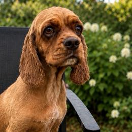 Lady - Cocker Spaniel