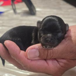 Emma - Black and tan female Chihuahua puppy in El Paso, Texas from JVJ Chihuahua