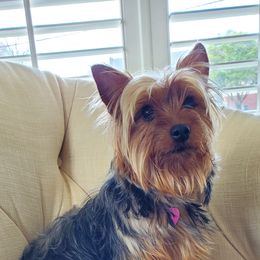 Jules - Yorkshire Terrier