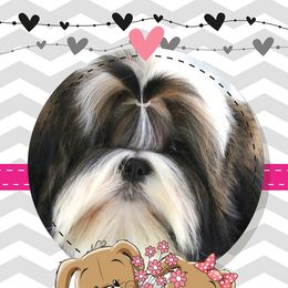 Dream - Shih Tzu