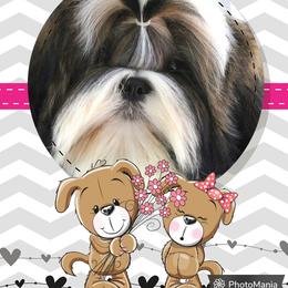 Dream - Shih Tzu