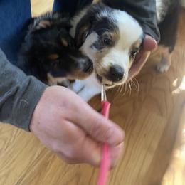 Australian Shepherd Puppies from Clover Bell Farm Australian Shepherds