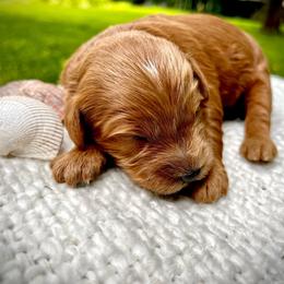 Coral - Red  female Goldendoodle puppy in Sugar City, Idaho from Idaho Sugar Doodle Pups