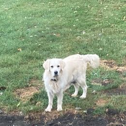 Barbie - Golden Retriever