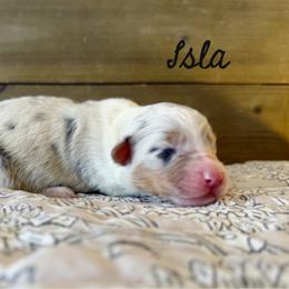 Isla - Blue merle female Australian Shepherd puppy in Kearney, Nebraska from Helix Aussies