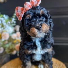 Ruby - female Australian Mountain Doodle puppy in Snohomish, Washington from Refined Doodles