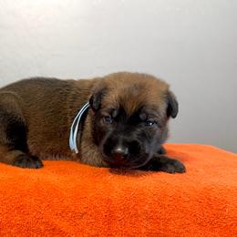 Boba (Light Blue) - Mahogany male Belgian Malinois puppy in Buckeue, Arizona from Légende Vivante Du Chief Kennel