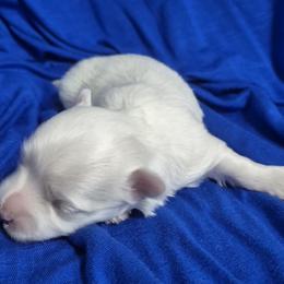 Nano - White male Maltese puppy in Austin, Texas from Austin Maltese Babies
