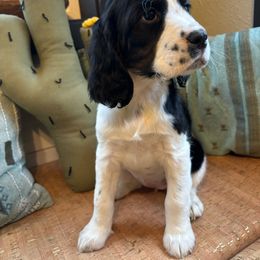 Jade - Black white and tan English Springer Spaniel puppy in Park Rapids, Minnesota from Lakeside Summit Springers