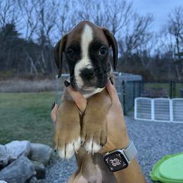 Cedar - Fawn male Boxer puppy in Jamesville, New York from Reynolds Homestead Boxers
