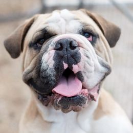 Onyx - Bulldog puppy in Sabinal, Texas from Cazares Royal Lineage Bulldogs