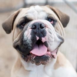 Onyx - Bulldog puppy in Sabinal, Texas from Cazares Royal Lineage Bulldogs
