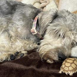 Guera - Miniature Schnauzer