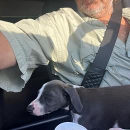 Italian Greyhound Puppies from Fisher Link
