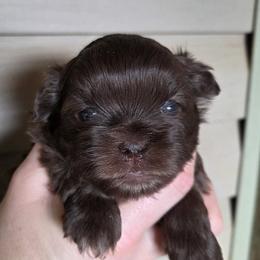Chocolate Boy - Chocolate male Shih Tzu puppy in Vinita, Oklahoma from Locust Creek Shih Tzu & Havanese