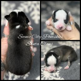 Santa Claus - Gray and white male Pomsky puppy in Rossville, Georgia from Scenic City Pomskies