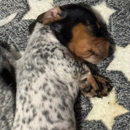 Girl 2 - Black and tan female Dachshund puppy in Nampa, Idaho from 208 Wiener Wiggle Butts LLC