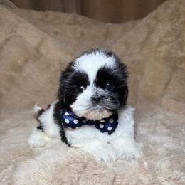 Max - Black and white male Shih Tzu puppy in Phoenix, Arizona from Spoiled ShihTzu LLC
