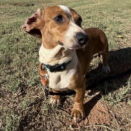 Abby - Dapple female Dachshund puppy in Midland, Texas from The Barefield Doxies