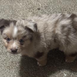 Australian Shepherd, Miniature American Shepherd, Miniature Australian Shepherd, and Toy Australian Shepherd Puppies from HP Aussie Kennels