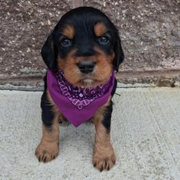 Girl 2 - Black and tan female Gordon Setter puppy in Potosi, Wisconsin from Point and Flush Gun Dogs