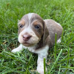 Washington - Piebald male Dachshund puppy in Fruita, Colorado from M & M Breeding