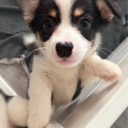 6 - Black and white female American Corgi puppy in Boyd, Texas from Barker's Corgis