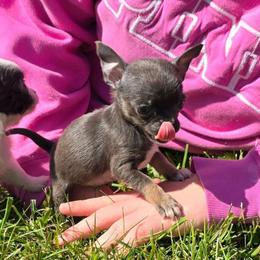 Tiny - Blue and tan female Chihuahua puppy in Amity, Pennsylvania from Baxters Chihuahuas
